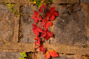autumn leaves on wall background