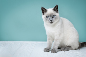 A picture of a cute kitten who is sitting and looking at the camera with space for personal text.