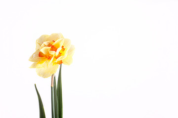  spring yellow daffodil flower isolated white background background in close-up