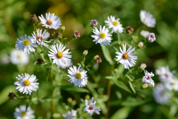 Obraz premium Alpine aster medicinal herb flowering in the field. Blooming aster in the garden. Bouquet of beautiful aster october flower on a green background.