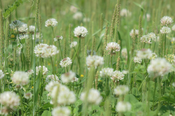 Obraz premium シロツメクサのお花畑