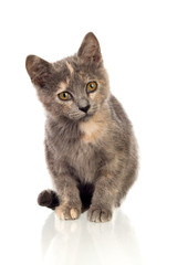 Beautiful small brown cat looking at camera