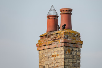 Very old twin chimney and pots seen atop a decaying and heavily weathered brick smokestack....