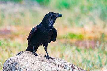 Brigh black plumage of a crow