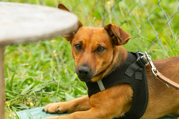 A young terrier-shepherd-chihuahua mixed breed dog getting a reward from the owners hand in the dog...