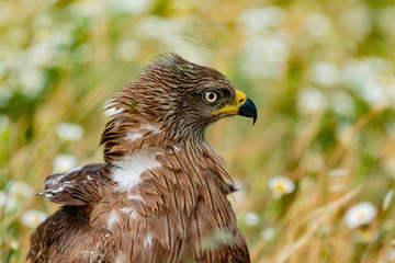Close-up portrait of a Brown Kite