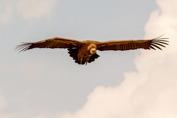 Big vulture in flight