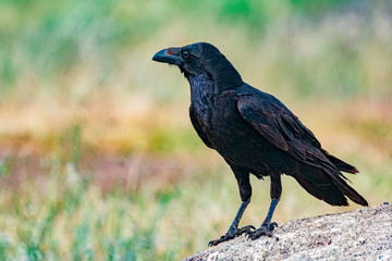 Brigh black plumage of a crow