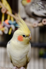 Detailed, shallow focus of an adult, mail Cockatiel seen in his opened cage. Details of this handsome bird, his yellow plumage and beak are clearly visible. Part of a breeding pair.