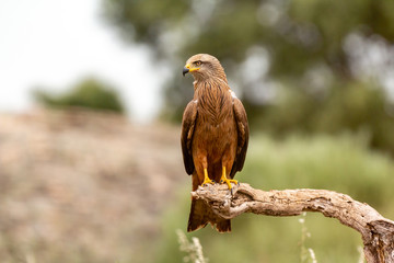 Adult of kite on a natural innkeeper