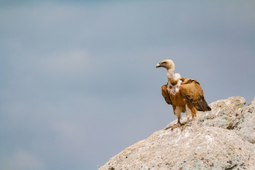 Adult brown vulture on a big stone