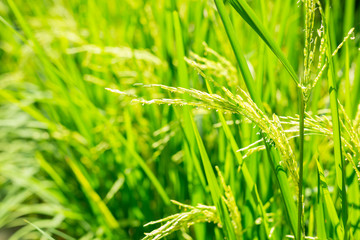 Organic paddy rice,Ear of paddy, ears of Thai rice on green background. Rice farm or  Rice field, rice pants