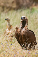 Portrait of a black vulture