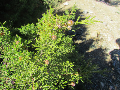 Juniperus Phoenicea
