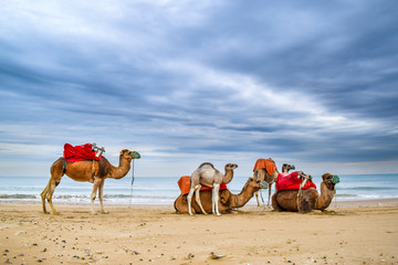Camels on Tunisian Beach - Tunis, Tunisia 
