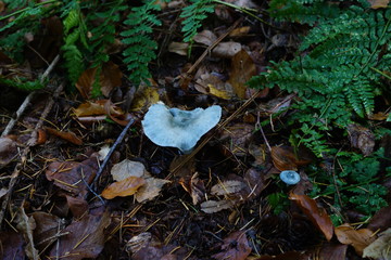 Grünspan-Träuschling (Stropharia aeruginosa), Blauen Träuschling Stropharia caerulea,autumn, leaves, leaf, nature, forest, fall, mushroom, yellow, grass, green, brown, tree, season, plant, color,