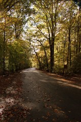 Fall or Autumn trees in Mason Neck State Park, during golden hour