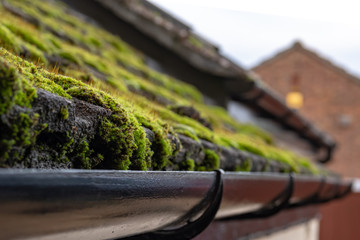 Shallow focus of a build-up of moss seen on a damp, south facing cottage roof during winter. The image was taken prior to the roof being cleaned of the large colony of moss causing damp issues.