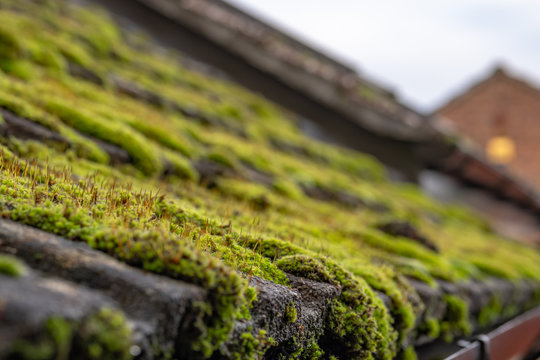 Shallow focus of a build-up of moss seen on a damp, south facing cottage roof during winter. The image was taken prior to the roof being cleaned of the large colony of moss causing damp issues.