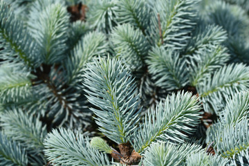 Dwarf Colorado blue spruce