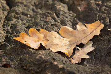 autumn leaves on the ground