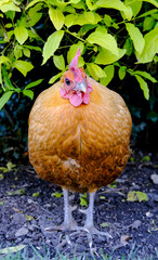 Adult old English Bantam hen seen on a flower bed in a domestic garden.