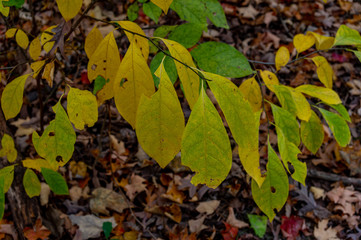 Fall leaves