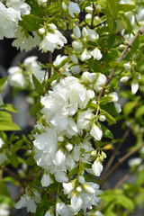 Mock orange Virginal