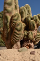 CACTUS