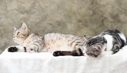 Close up two cute tabby cats sleep on white background