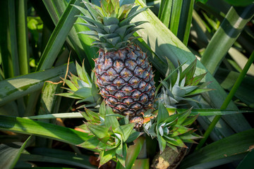 Fototapeta premium Green Pineapple fruit growing in garden at Madhupur, Tangail, Bangladesh.