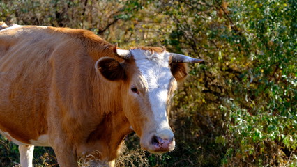  Cow. Cattle in Russia. Portrait of a pet. Animals graze