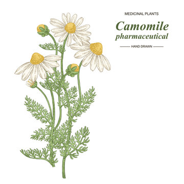 Pharmaceutical camomile plant hand drawn. Chamomile or daisy flowers isolated on white background. Medical gerbs collection. Vector illustration botanical.