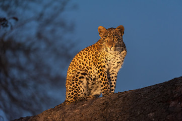Posing Leopard Cub