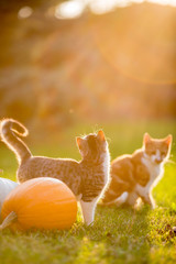 Cute siblings kittens play and sit around pumpkins on green autumn grass on a meadow. Warm evening light, photo shoot in the golden hour on October day shortly before Halloween.