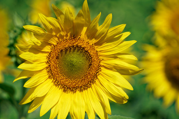 sunflower