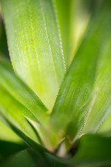 Fototapeta premium Top views of pineapple fruit leaves pattern at Madhupur, Tangail, Bangladesh.