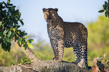 Male Leopard Standing In A Tree