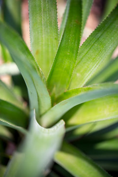 Top views of pineapple fruit leaves pattern at Madhupur, Tangail, Bangladesh.