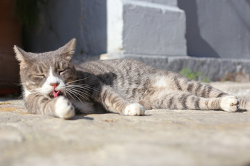  Gray striped cat basks in the sun