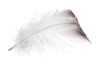 light grey duck feather with brown edge