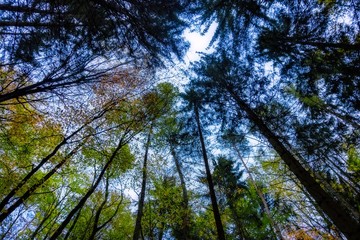 Fototapeta premium Der Blick durch die Bäume im Wald in den Himmel 