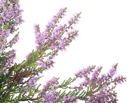 corner from pink blossoming heather branches