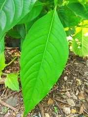 closeup of green leaf