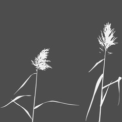 Silhouette of Reed Bush. Vector Illustration