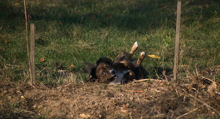 playful dog rolls on grass