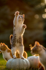 Fototapeta premium Cute siblings kittens play and sit around pumpkins on green autumn grass on a meadow. Warm evening light, photo shoot in the golden hour on October day shortly before Halloween.