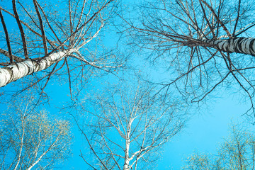 Branches birch against the background of pure blue sky in springtime, wide angle lens