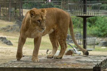 Obraz premium あたりを伺う雌ライオン