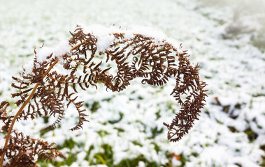 Dry fern leaves covered with snow